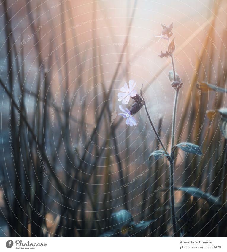 On the meadow Close-up Blossom leave Colour photo Nature spring Esthetic already Neutral Background Plant flaked flowers