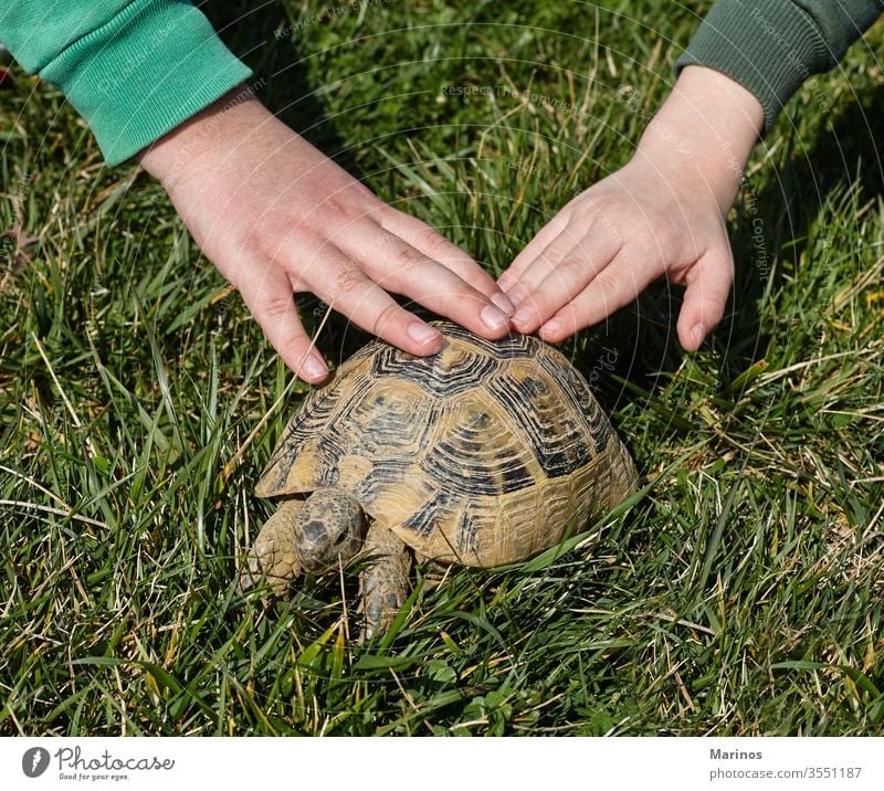 two hands on a turtle. kids and pets. joy positive emotional funny communication child animal boy lifestyle childhood summer hold background shell nature