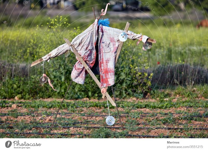 scarecrow in a field to chase away birds agriculture scared landscape farmer scarecrows plant person background outdoor food people human replica the scarecrow