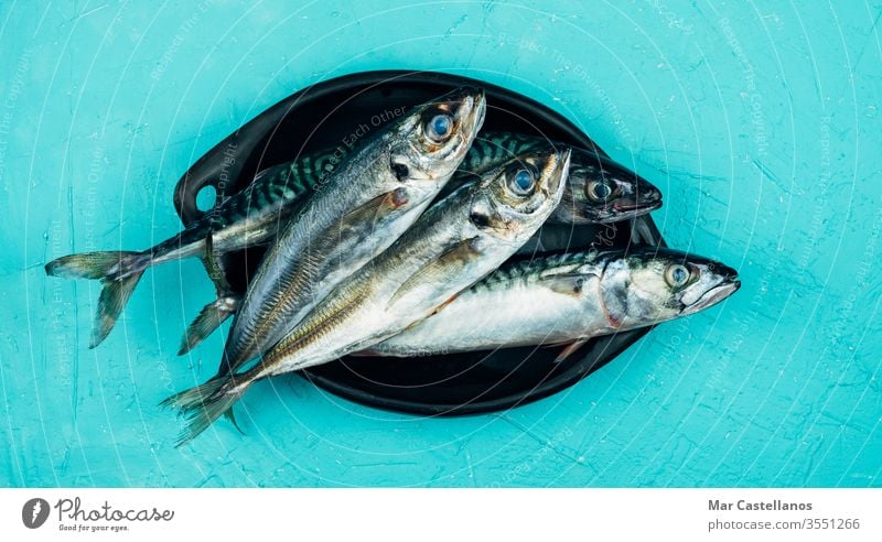 Fresh mackerel and horse mackerel on a black plate on a blue background Copy space. Seafood concept. black bowl copy space top view Scomber scombrus scombridae