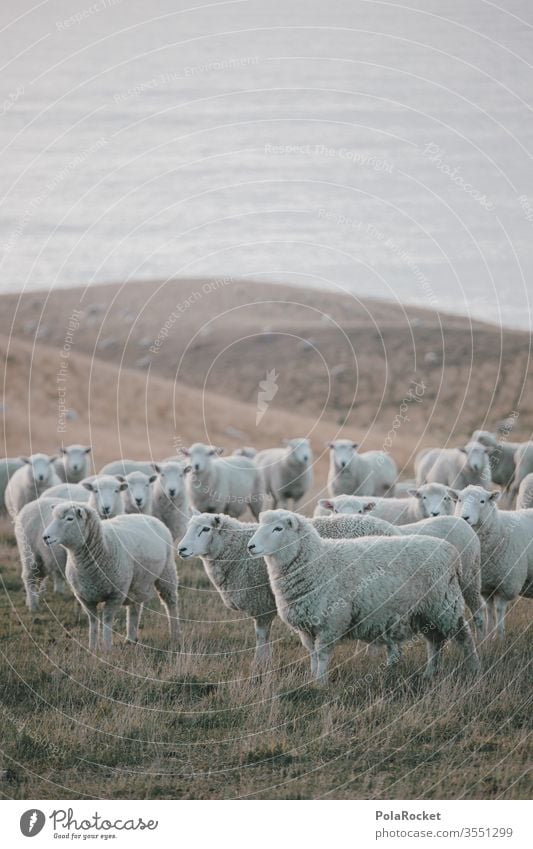 #As# coastal sheep Deserted Group of animals Herd Exterior shot Meadow Colour photo Farm animal Landscape Nature count sheep New Zealand ears Merino sheep Wool
