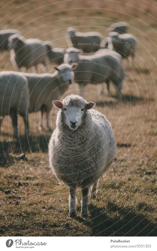 #AS# Mr. Sheep Flock Lamb's wool Sheep shearing frighten sheep Farm animals Wool Merino sheep New Zealand ears count sheep Nature Landscape Exterior shot Meadow