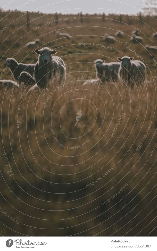 #As# What's-her-name sheep Sheep Flock Lamb's wool Sheep shearing frighten sheep Farm animals New Zealand ears Merino sheep Wool count sheep Nature Landscape