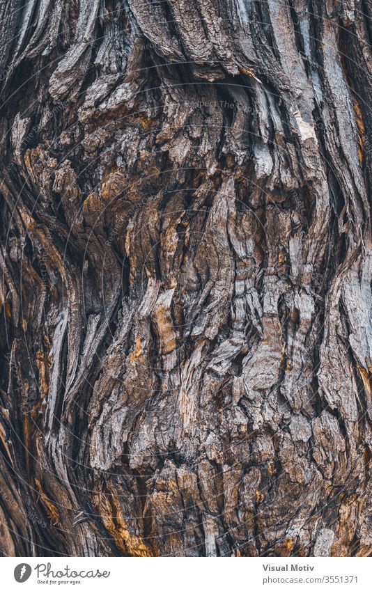 Texture of the bark of a Styphnolobium japonicum commonly known as Pagoda tree trunk crack curve rough texture background organic surface flora old nature plant