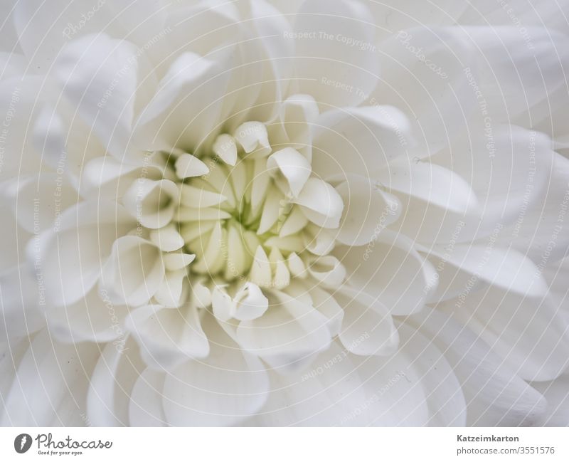 Details einer Blume flower background wallpaper romantic chrysanthemum botanical botany delicate beauty flora pattern summer spring beautiful petal bloom white