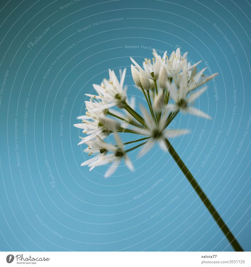 white stars | wild garlic blossom in front of a light blue background Nature Plant flowers Club moss spring green White Colour photo Shallow depth of field