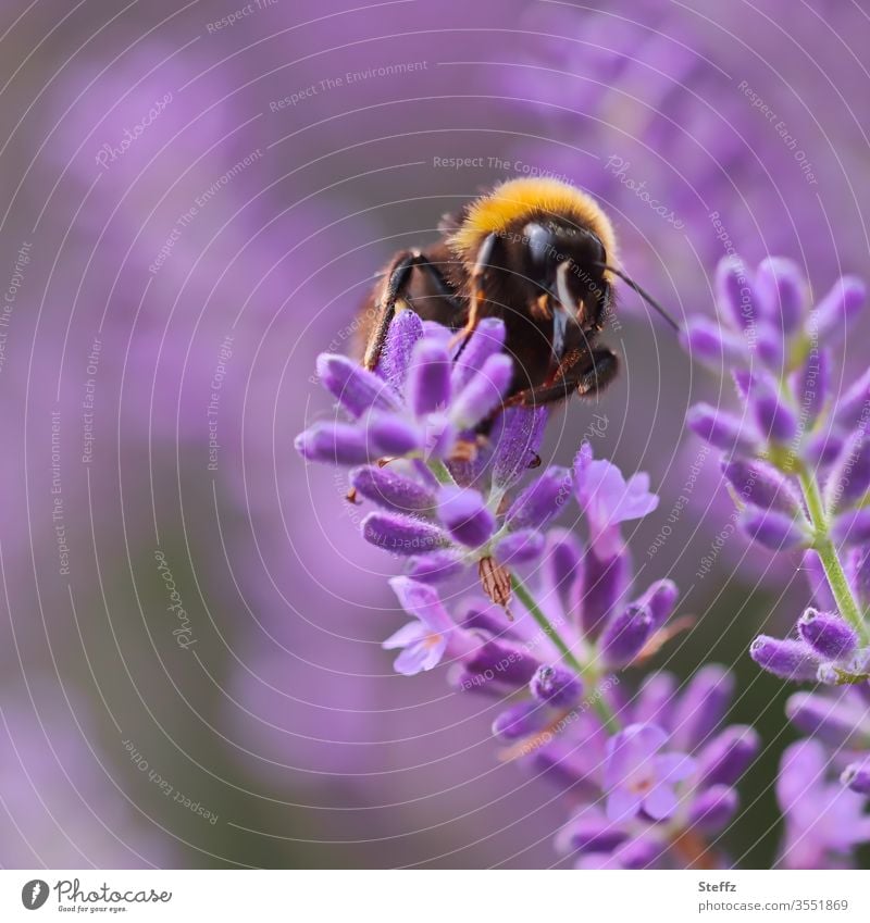 Bumblebee and Lavender Bumble bee lavender blossom Lavender flower flowering lavender Lavender colors lavender scent Bumblebee on blossom bomb Bombus terrestris