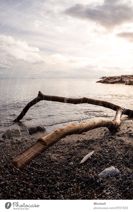 Driftwood Branch Sits by the Shore During Golden Hour water shoreline park sky nature view beach travel sunset golden vancouver west british columbia canadian