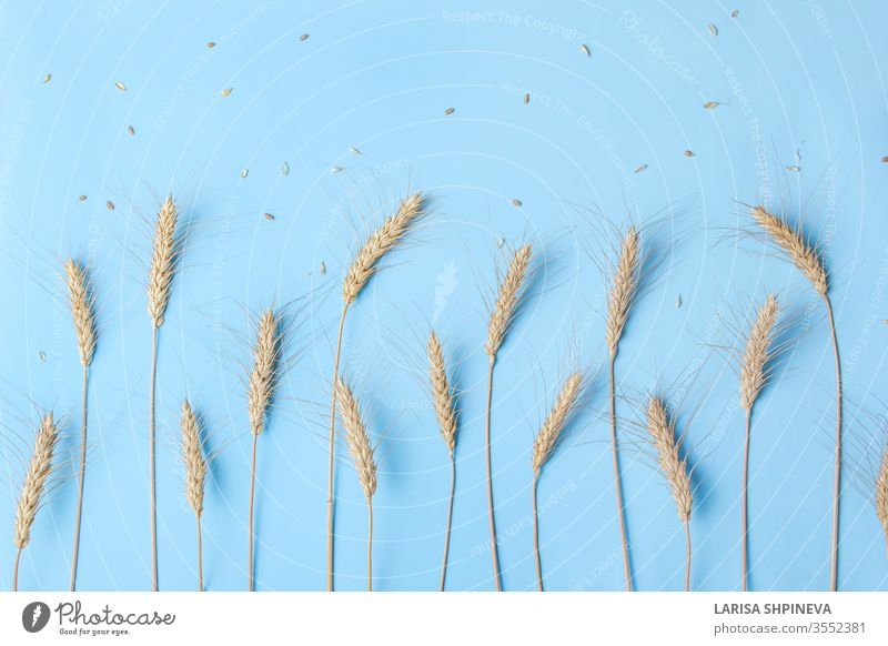 Golden wheat and rye ears, dry yellow cereals spikelets in row on light blue background, closeup, copy space food natural harvest organic gold agriculture