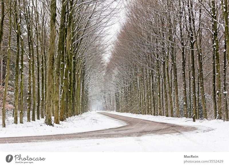Kurvebreiche Allee allee baumallee bäume baumreihe straße kurven winter winterzeit jahreszeit schnee natur wald spaziergang idyllisch perspektive niemand