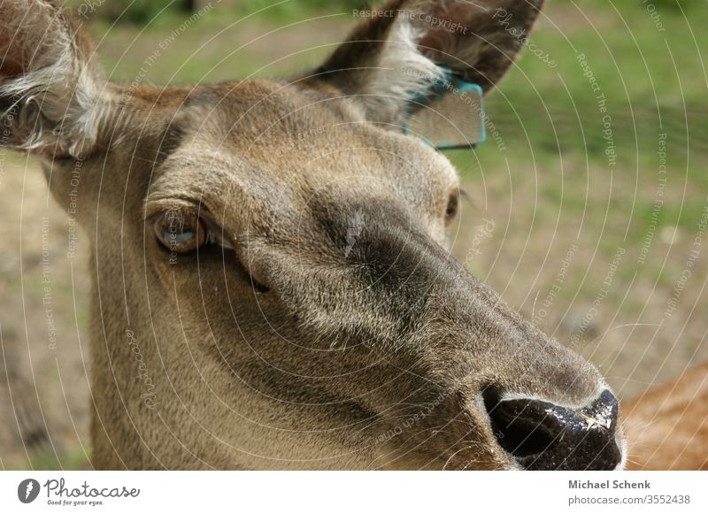 A fallow deer a medium sized stag a close-up of the face Animal Fallow deer Wild animal Hunting Feeding Animal face Pelt Doe eyes Looking