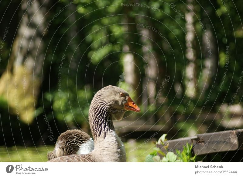 A greylag goose at a lake in the Odenwald Animal Gray lag goose Wild goose Goose Wild animal birds Exterior shot Animal portrait Close-up waterfowl Grand piano