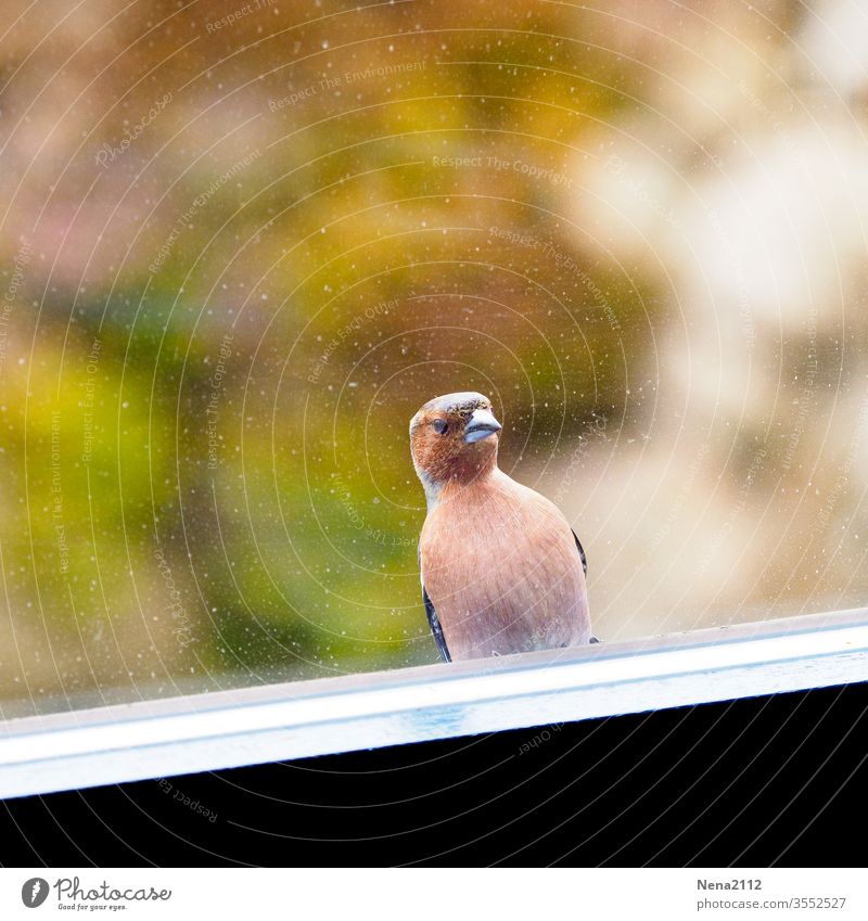 someone at home? Bird Chaffinch garden bird Window Visitor Lonely locked out Animal animal portrait Nature songbird Spring Window pane Garden