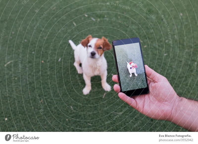 man hand with mobile smart phone taking a photo of a cute small dog over green grass background. Outdoors portrait. Happy dog looking at the camera. model take