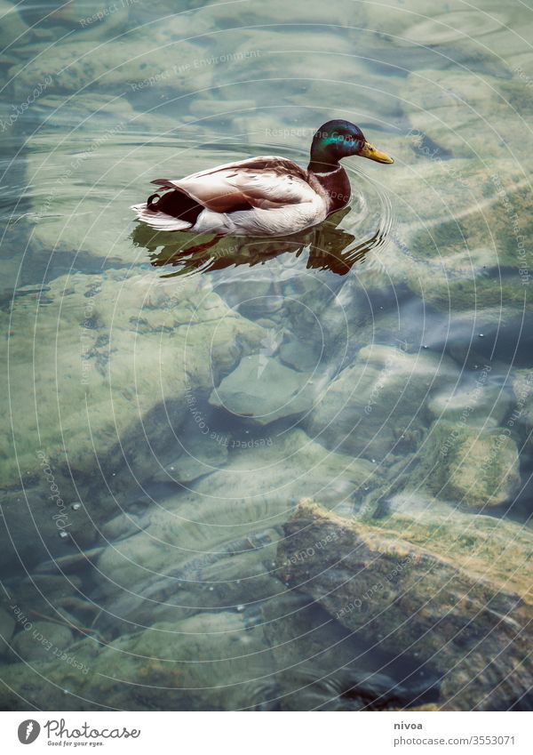 Duck Lake zurich Colour photo Switzerland Exterior shot Zurich Water Deserted Nature White Town Day Waves Dark Landscape Shadow Blue Reflection Sky Bird