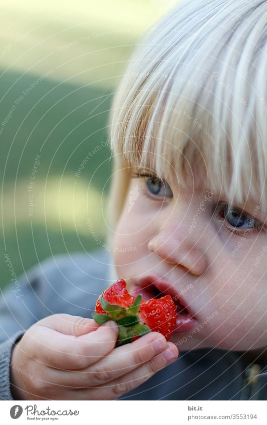 Ebbelle... strawberry Red Eating by hand Mouth Child girl Picked Snack Picnic Fruity Dish To enjoy Juicy Summer Food photograph Nature already okö ecologic