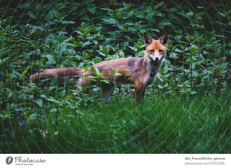 Fox in the bushes I Wild animal Animal Nature Exterior shot Colour photo green Looking Grass shrubby Animal portrait Carnivore Close-up Mammal Orange Brown