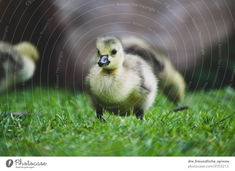 Young goose chick Goose Chick Cute Canadian goose birds Animal Exterior shot Colour photo Baby animal Wild animal Nature Environment Deserted Grass Meadow