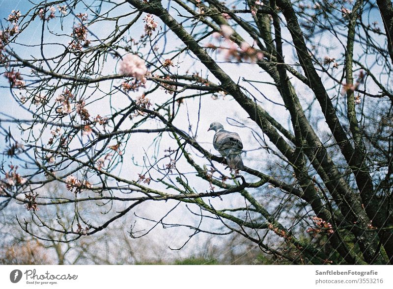 Frühlingstaube Cherry blossom Pigeon Spring Nature Blossom Day Blossoming Cherry tree Exterior shot Beautiful weather Sunlight Colour photo Spring fever Tree