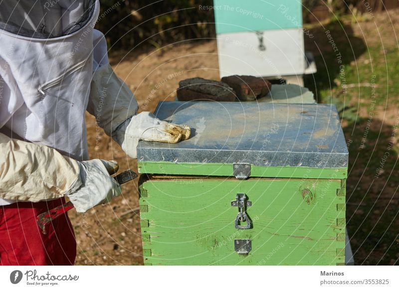 beekeeper working at the apiary. cell insect beekeeping holding farming frame honeycomb wax apiculture nature worker apiarist agriculture summer beehive outdoor