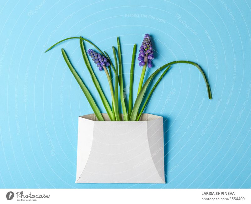 Muscari spring flowers in white envelope on blue background card letter paper day beautiful greeting gift design ribbon Narcissus holiday invitation space mail