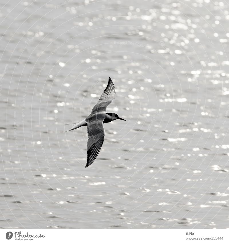 (: sea swallow Water Spring Coast North Sea Wild animal Bird Wing Terns 1 Animal Flying Hunting Elegant Beautiful Natural Gray Black White Endurance Freedom