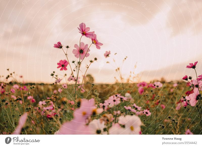 Flower meadow with pink flowers Flower field Meadow Sunset Summer Autumn Autumnal Summery summer light Blossom leave Bud flower bud Sunset sky sunset mood