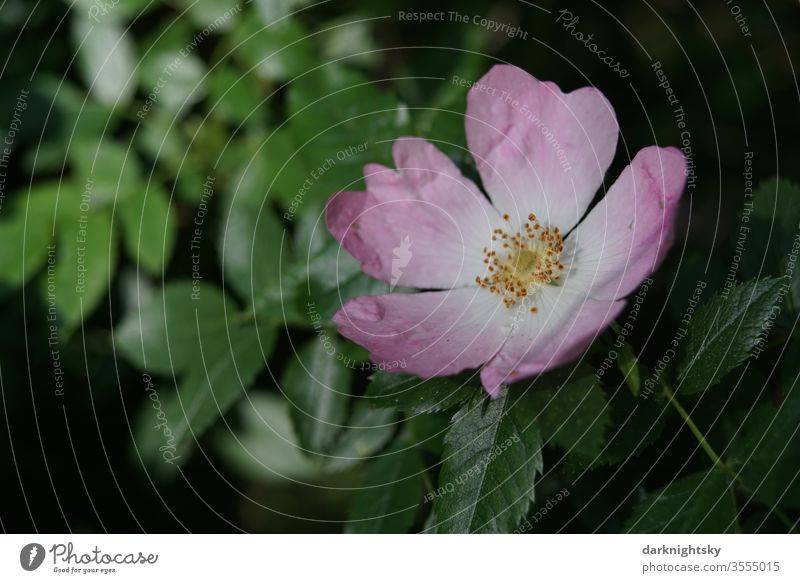 Rosa canina Rosehip rose hip Plant Nature Rose hip Deserted Shallow depth of field flaked bleed Pink Dog Rose Sunlight Tea yellow filament Exterior shot green