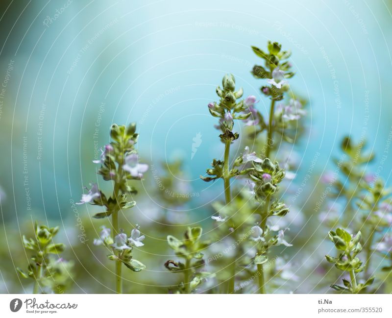 it smells of thyme Environment Spring Summer Plant Agricultural crop Thyme Garden Blossoming Fragrance Esthetic Fresh Healthy Beautiful Small Natural Blue Green