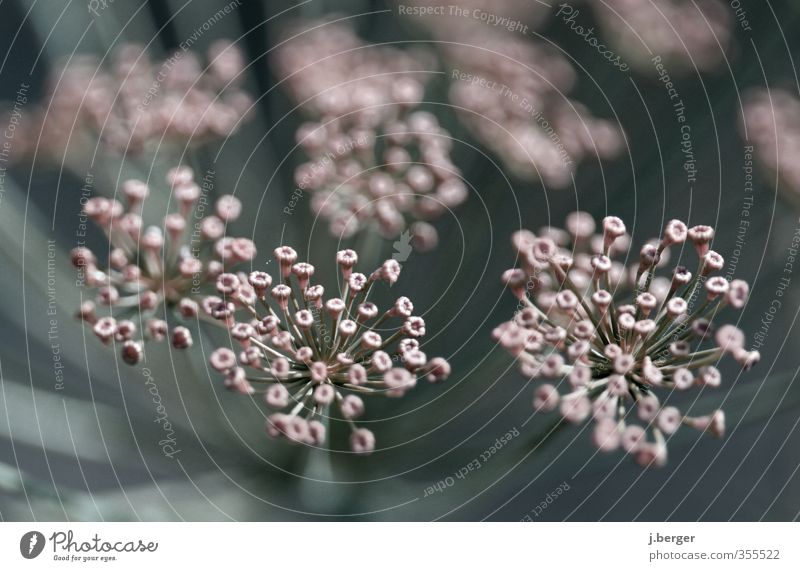 dolle dolden Nature Plant Spring Flower Blossom Foliage plant Growth Exceptional Blue Apiaceae Umbellifer Macro (Extreme close-up) Colour photo Subdued colour