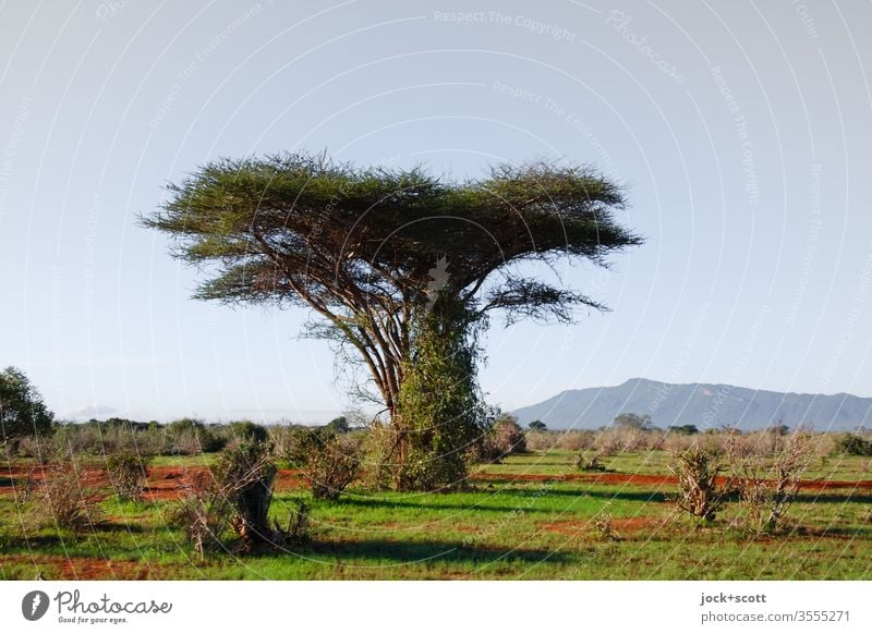 downy hairy tree stands around in the savannah Kenya Africa Nature Landscape Savannah Beautiful weather Authentic Experiencing nature Sunlight Inspiration