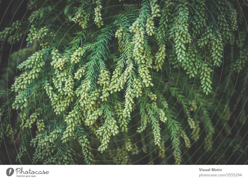 Branches with pollen cones of Cryptomeria japonica commonly known as Japanese cedar or Sugi japanese cedar tree coniferous park growth green branch plant nature