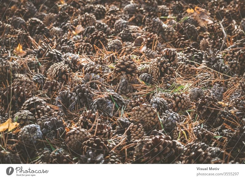 Pine cones and dry needles covering ground on early fall coniferous forest pine autumn environment nature season plant carpet detail element woods countryside