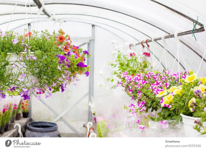 Sale of multi-colored petunias that are grown in the greenhouse. Selective focus. flower background business floral tree pattern summer nature technology spring