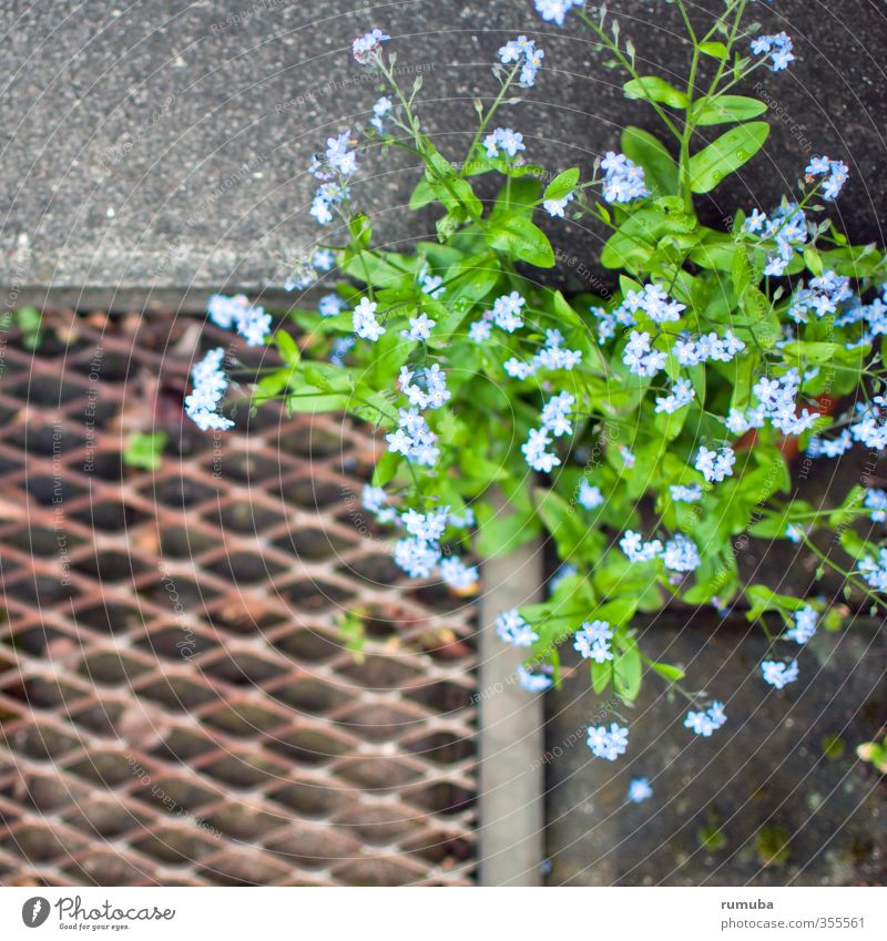 FORGET-ME-NOT Living or residing Garden Art Environment Nature Plant Animal Spring Flower Doormat Growth Brash Free Blue Green Optimism Success Power Willpower