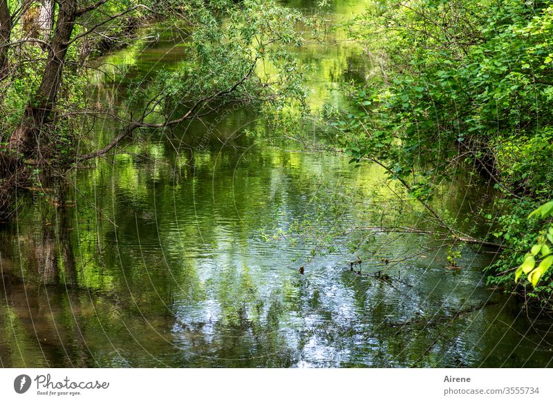 Jungle in Upper Bavaria | Holiday at home River Calm green Rich pasture forest River bank Forest Landscape Nature Water Loneliness water level Pond