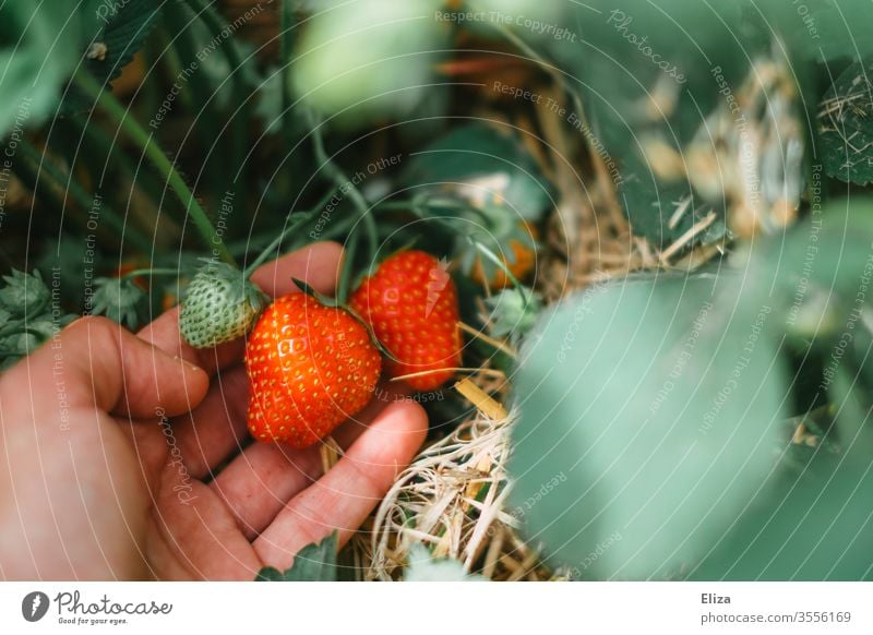One hand picking and harvesting strawberries on the strawberry field Strawberry Mature Pick yourself amass Red Delicious Field strawberry plant salubriously