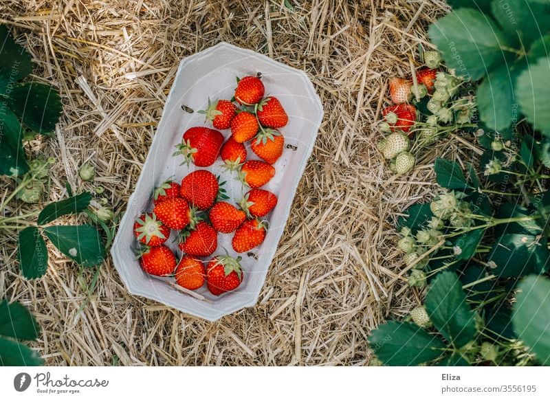 A basket of self-picked strawberries on the straw-covered ground of a strawberry field Strawberry home-picked Picked oneself Field reap Harvest Delicious Fruity