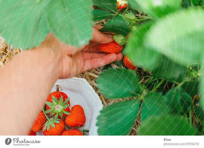 One hand picking and harvesting strawberries on the strawberry field Strawberry Mature Pick yourself amass Red Delicious Field strawberry plant salubriously