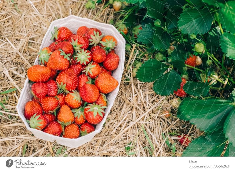 A basket of ripe, freshly picked strawberries next to a strawberry bush in the strawberry field Strawberry Mature Pick yourself amass Red Delicious Field