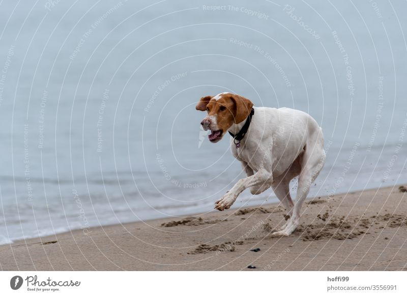 Dog runs on the beach Coast Nature Playing Beach 1 Pet Joie de vivre (Vitality) Joy Movement Water Animal portrait luck agility Force Pelt Crazy Running