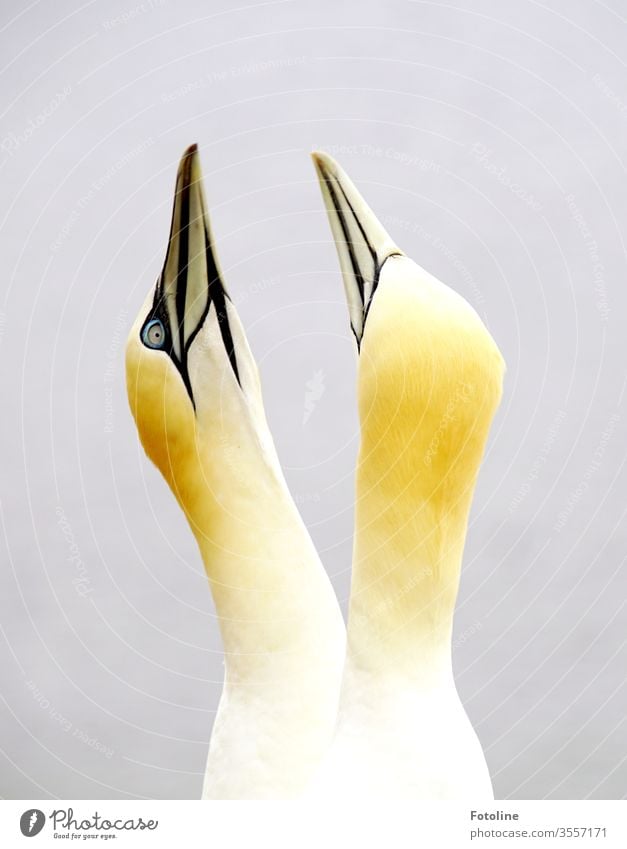 pair of gannets courtship on the bird rock on the island of Helgoland Northern gannet birds Animal Nature Exterior shot Colour photo Day Wild animal Deserted