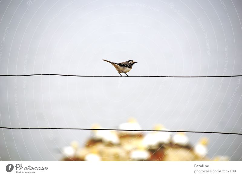 A small wagtail sits on a fence and watches the loudly chattering gannets on the bird rock of Helgoland Wagtail birds Animal Nature Exterior shot Colour photo 1