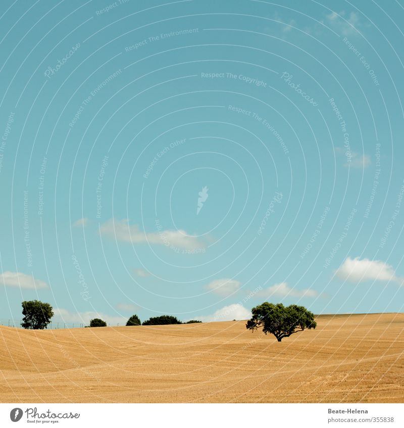 Text free space | Cheerful to cloudy Nature Landscape Sky Clouds Sun Summer Beautiful weather Tree Field Lanes & trails Illuminate To dry up Wait Esthetic Blue