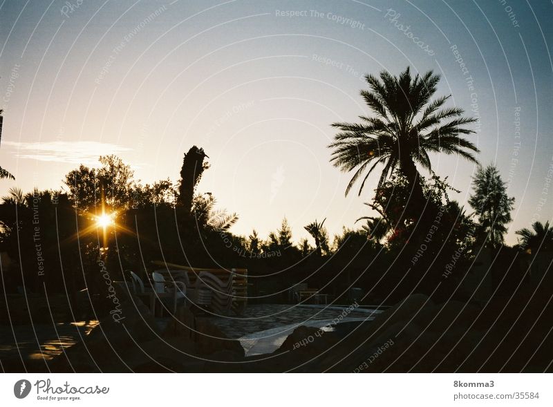 palm grove Palm tree Sunset Vacation & Travel Tunisia Contentment