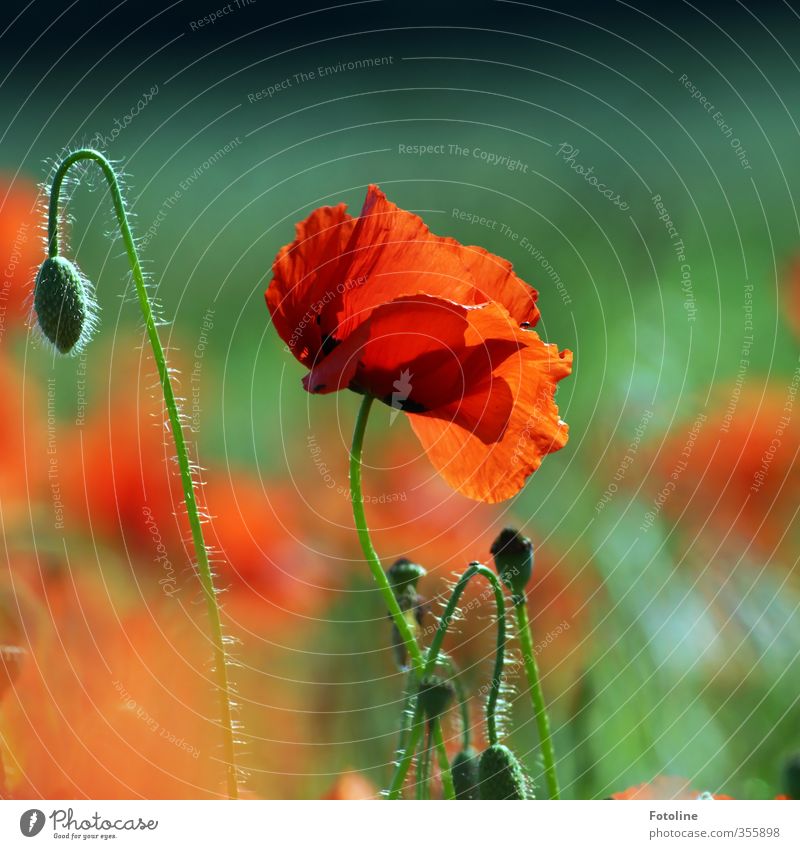 Red as...poppy seed Environment Nature Plant Summer Beautiful weather Flower Blossom Garden Park Field Near Natural Warmth Green Poppy blossom Poppy field