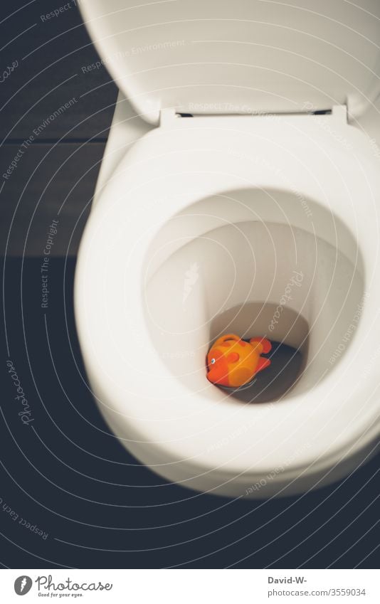 dead fish swims in the toilet Toilet Fish children's toy Toys Funny Dead animal Flush john wittily thrown in be afloat floats bunkum Absurdity Infancy