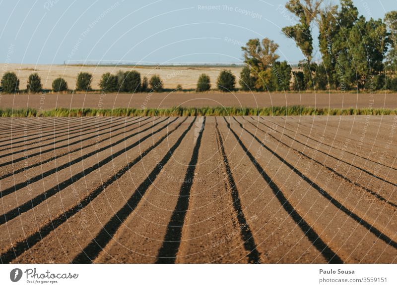 Agriculture field alienated alignment Pattern lines Sky Line agricultural Agricultural crop Colour photo Exterior shot Field Nature Day Landscape Deserted