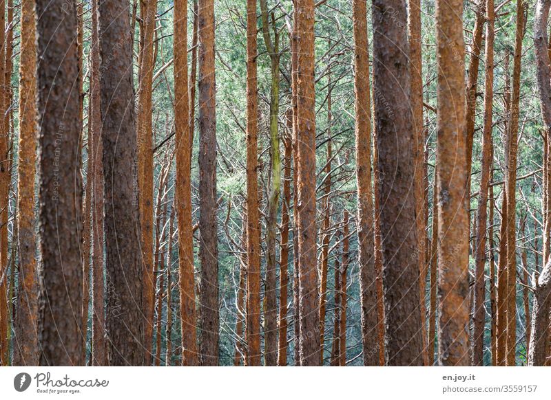 many tree trunks in the forest Forest huts spruces conifers Nature Landscape Habitat Tree bark Many Climate Climate change Palatinate forest branches Thin Long