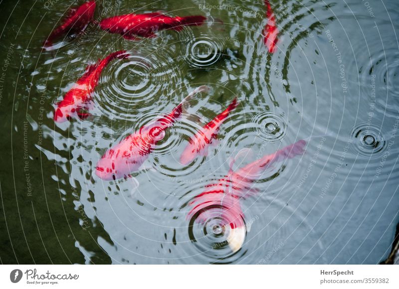 Koi carp in pond in the rain Fish Red raindrops Rain Reflection meditative Pond carp pond annular Surface of water
